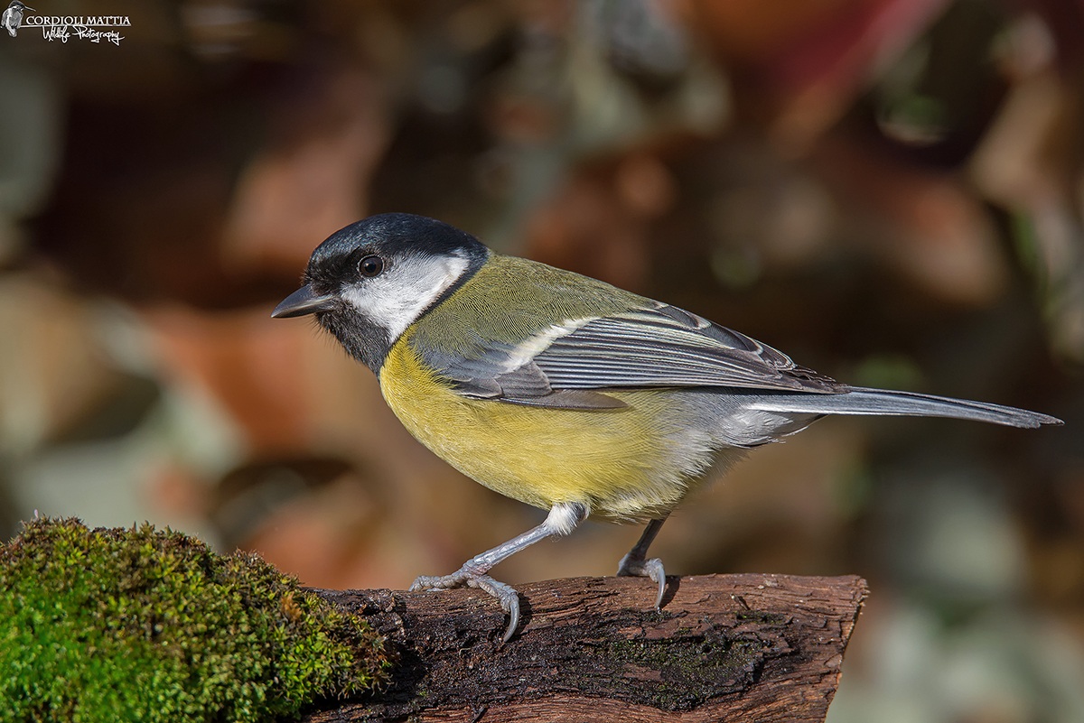 Great Tit