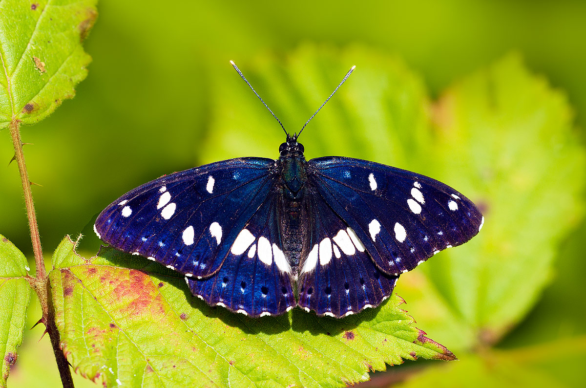 Limenitis reducta (Staudinger, 1901) - Nymphalidae