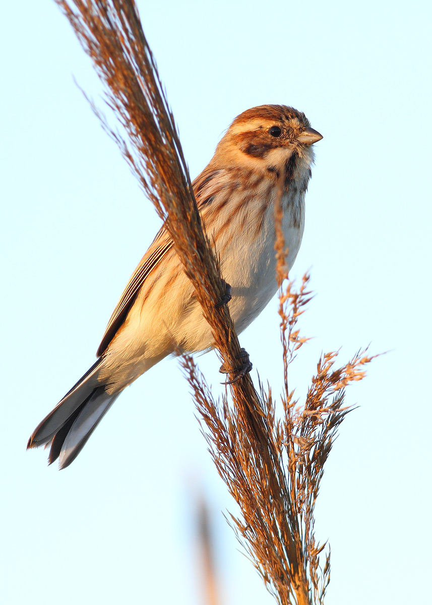 Reed Bunting