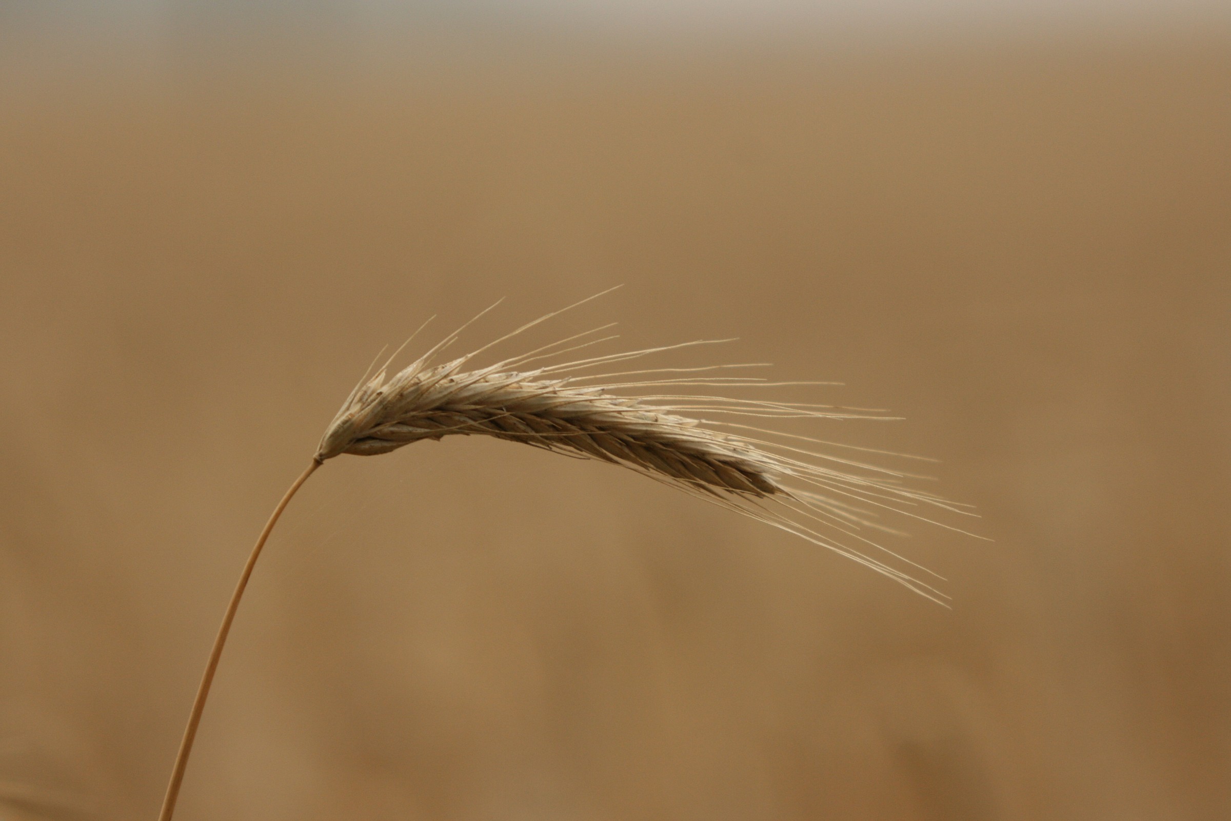 Spiga delle mie brame