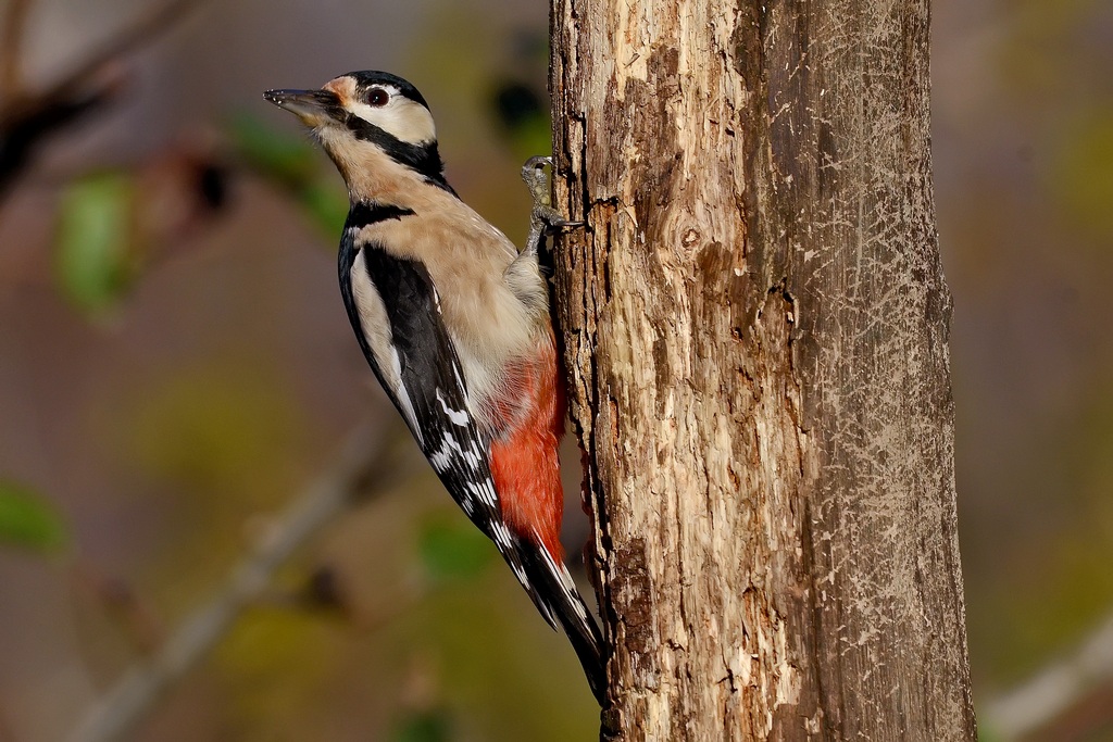 Woodpecker