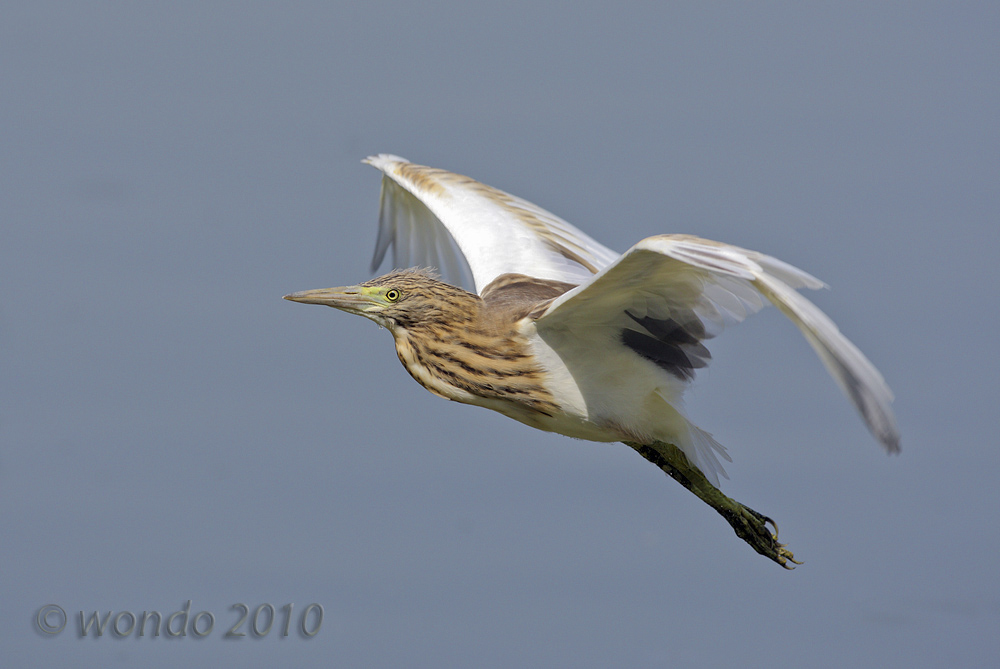Ardeola ralloides (Sgarza ciuffetto)2