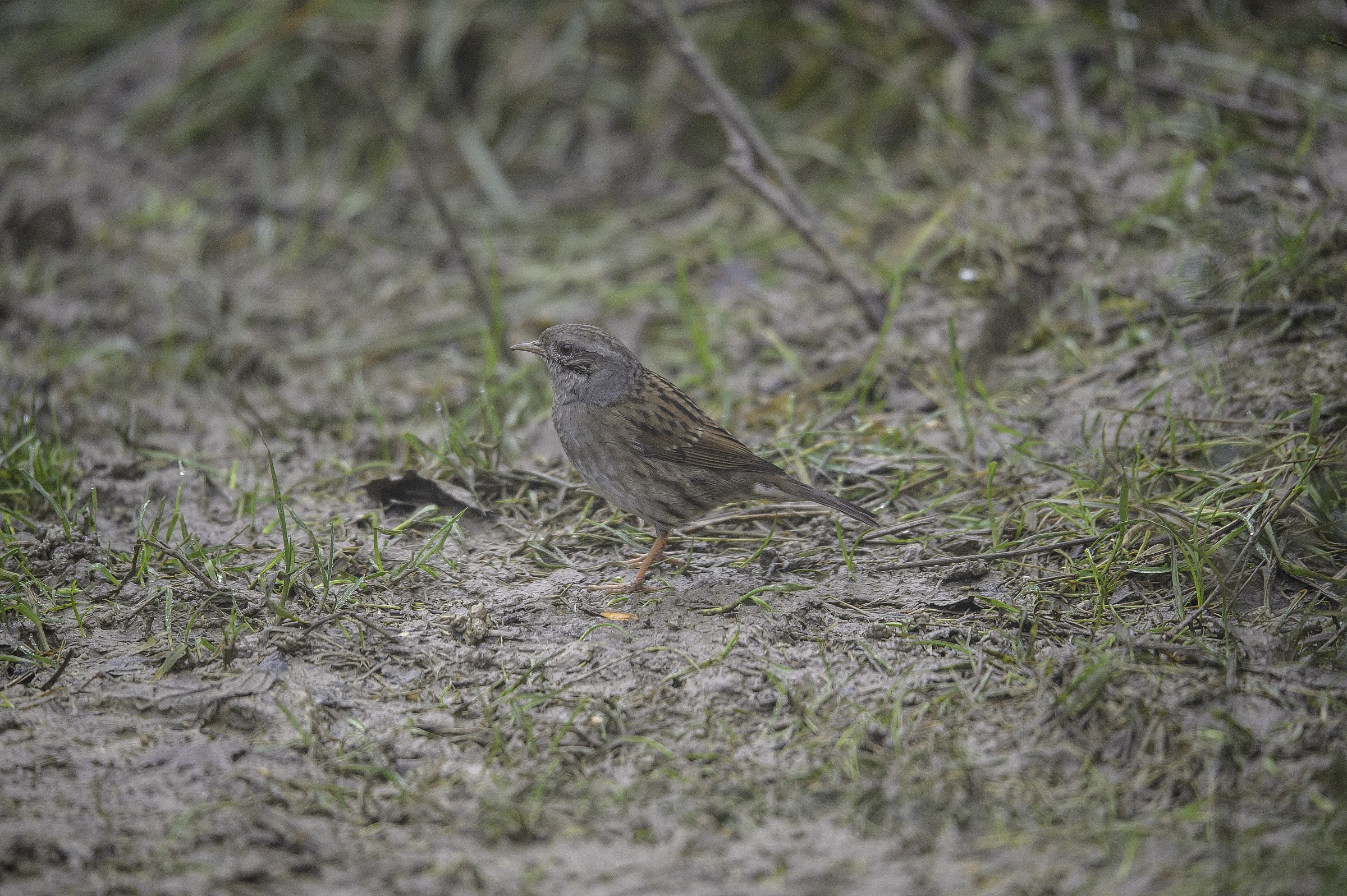 Try Sigma 150-600mm f / 5-6.3 DG OS HSM sports