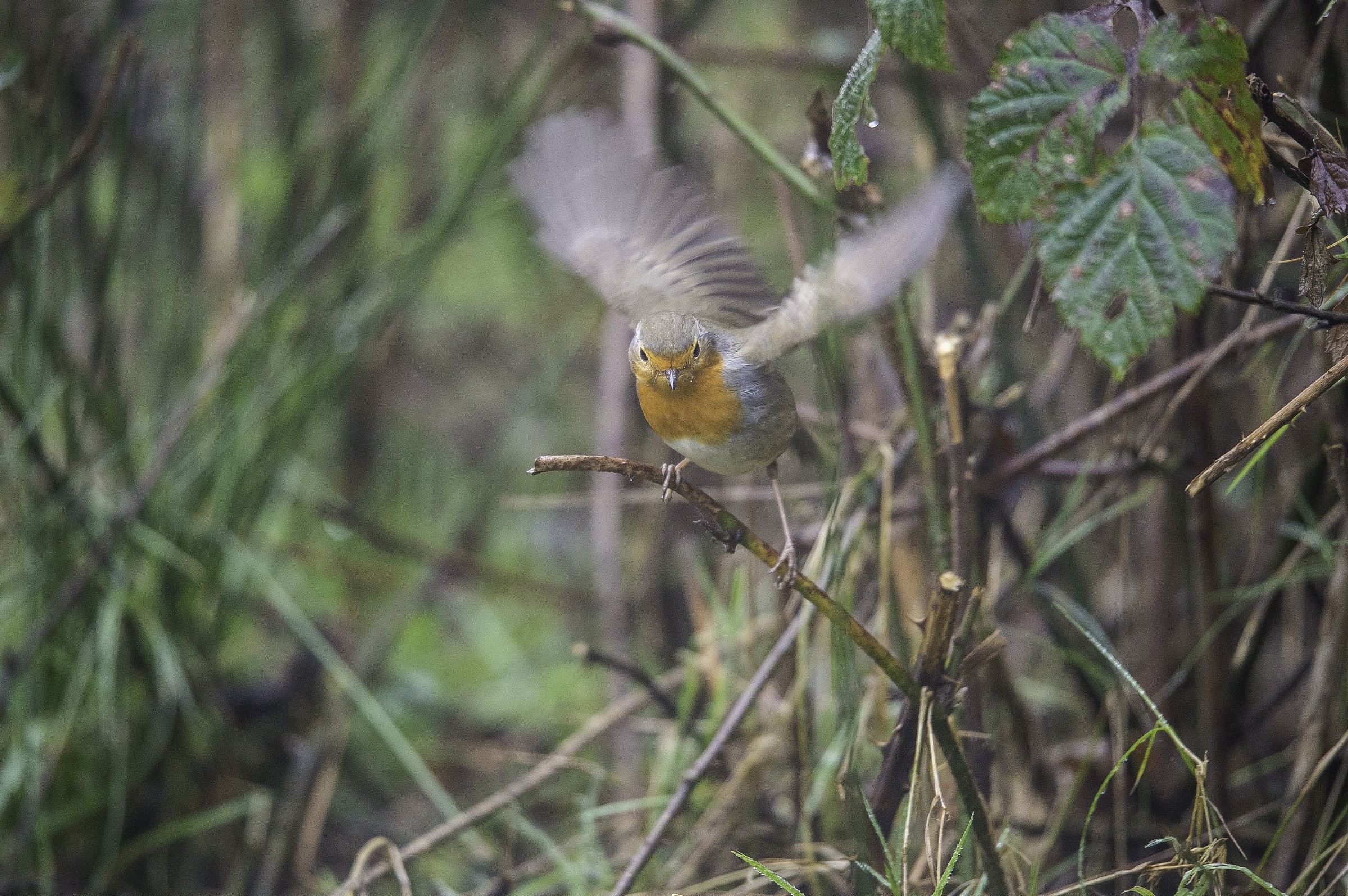 Try Sigma 150-600mm f / 5-6.3 DG OS HSM sports