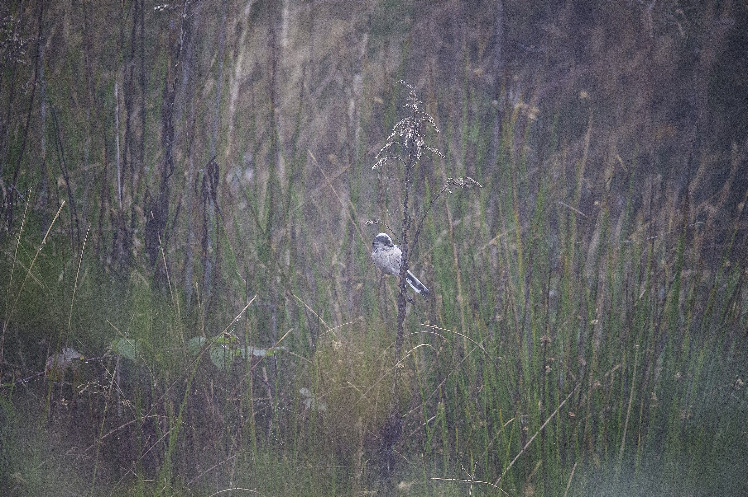 Try Sigma 150-600mm f / 5-6.3 DG OS HSM sports