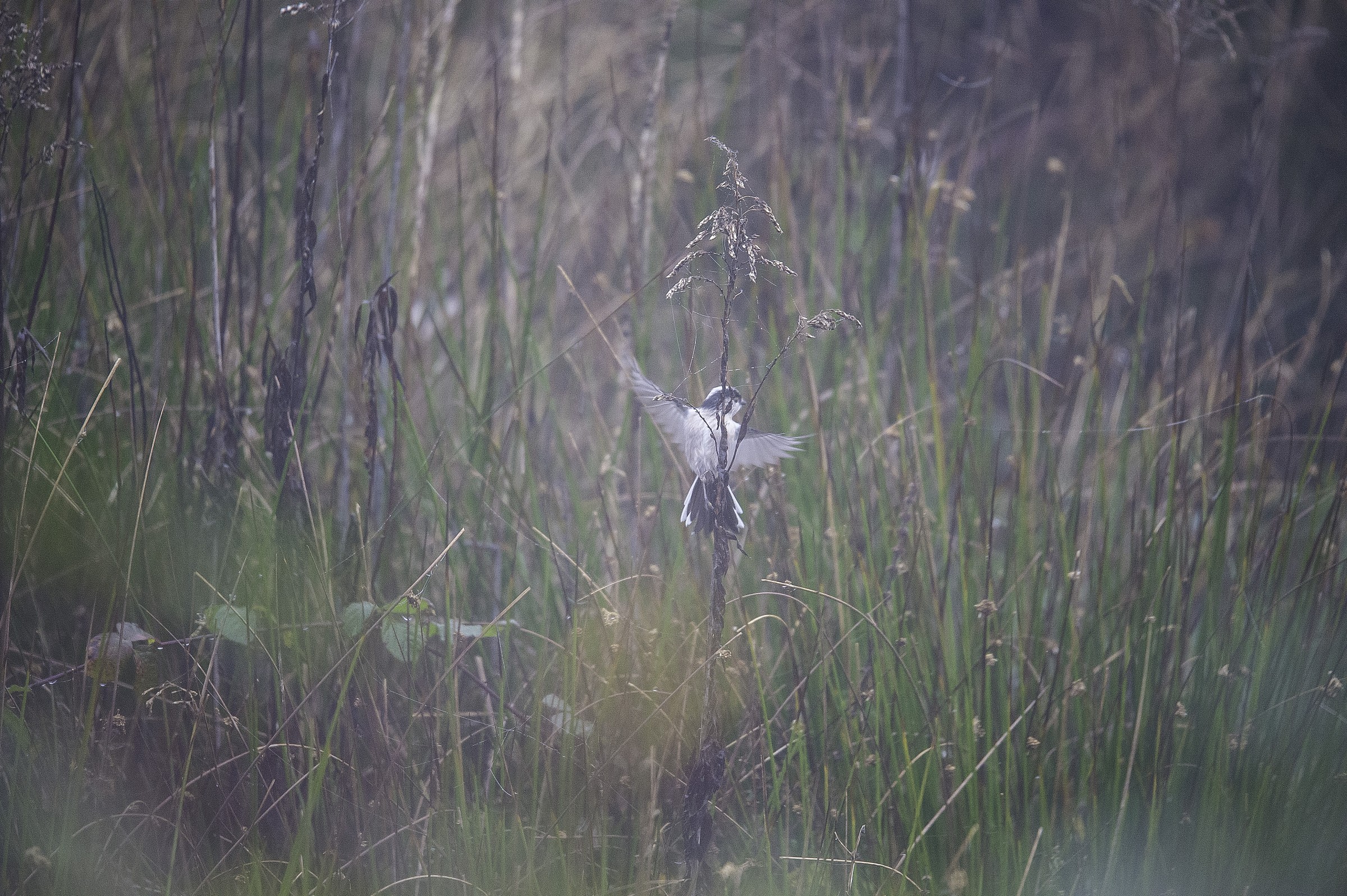 Try Sigma 150-600mm f / 5-6.3 DG OS HSM sports