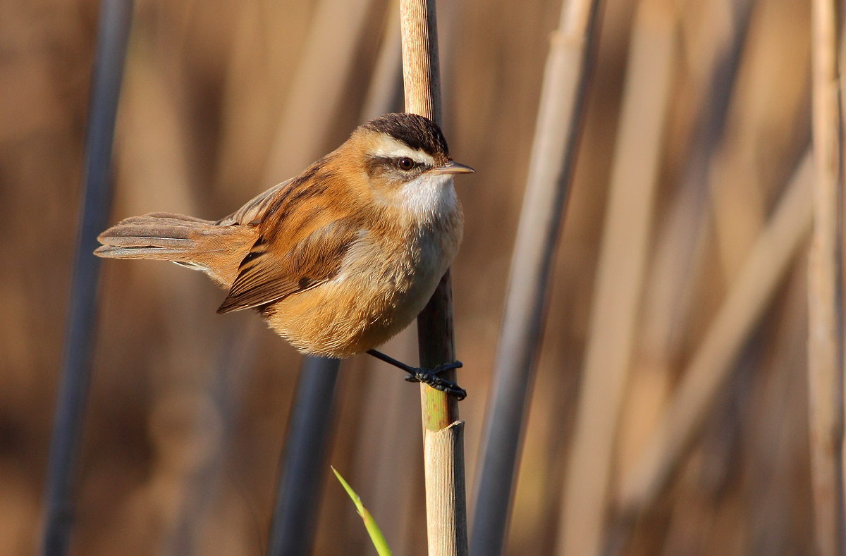 Moustached warbler