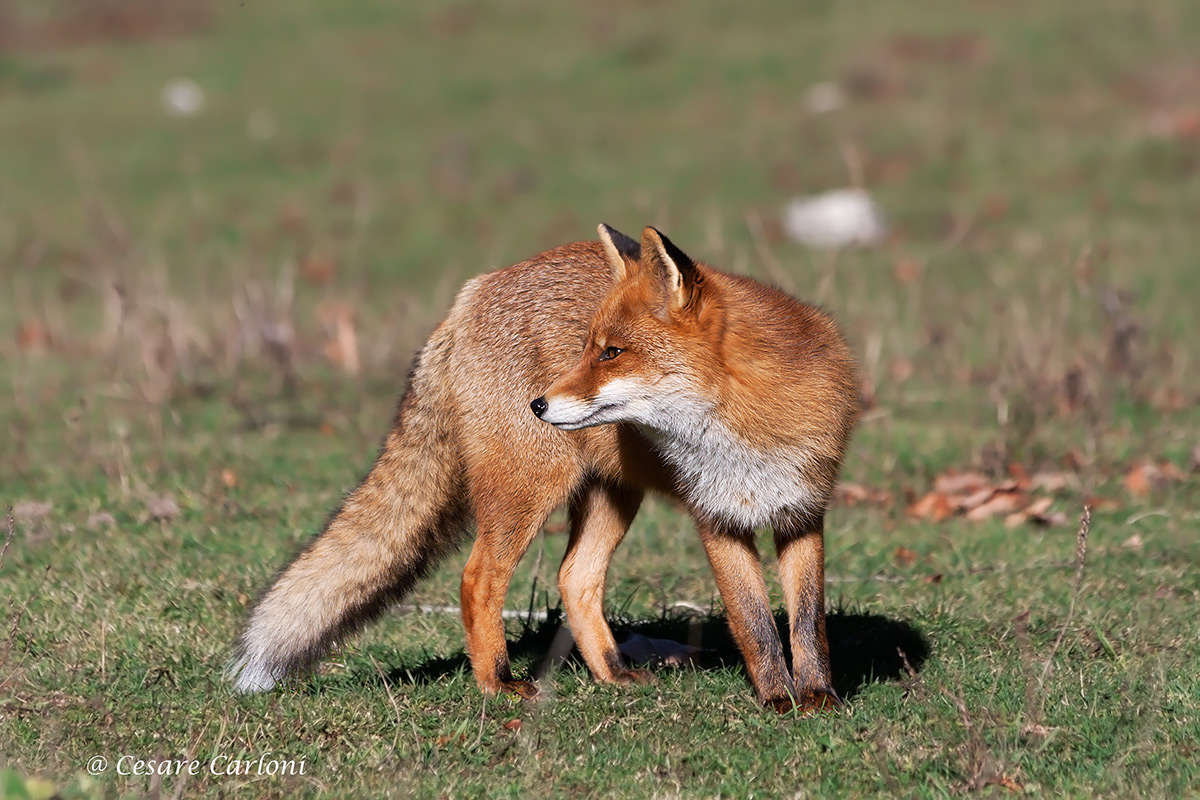 Fox (Vulpes vulpes)