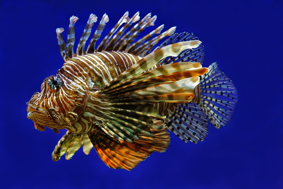 Pterois volitans