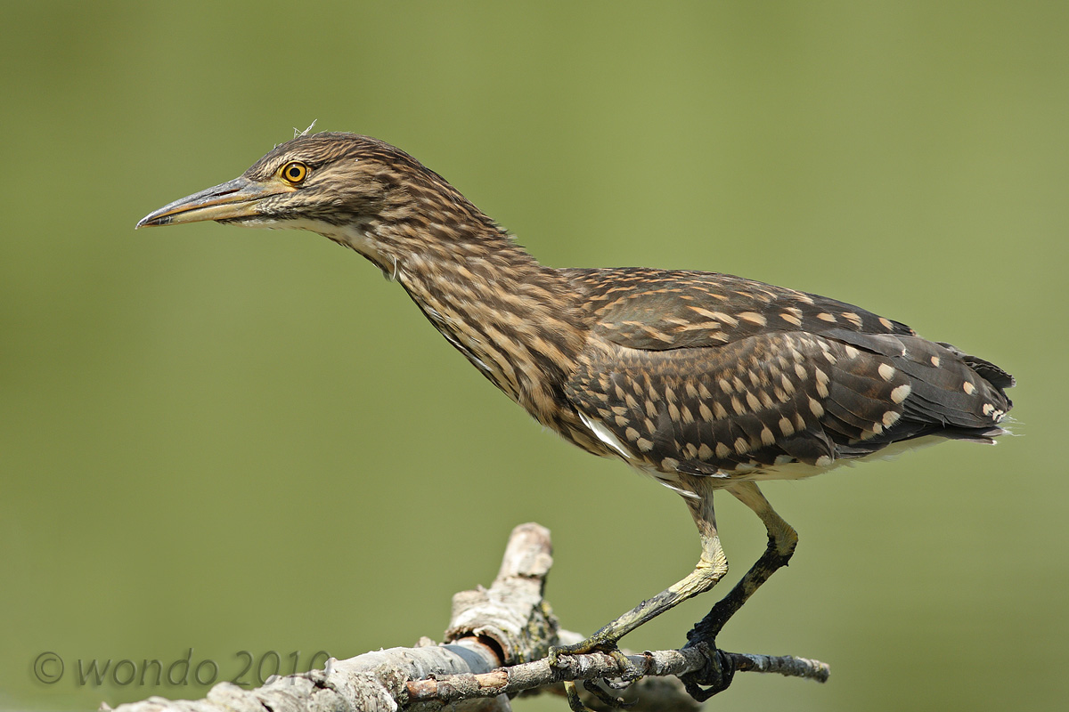 Nycticorax Nycticorax (Nitticora young)