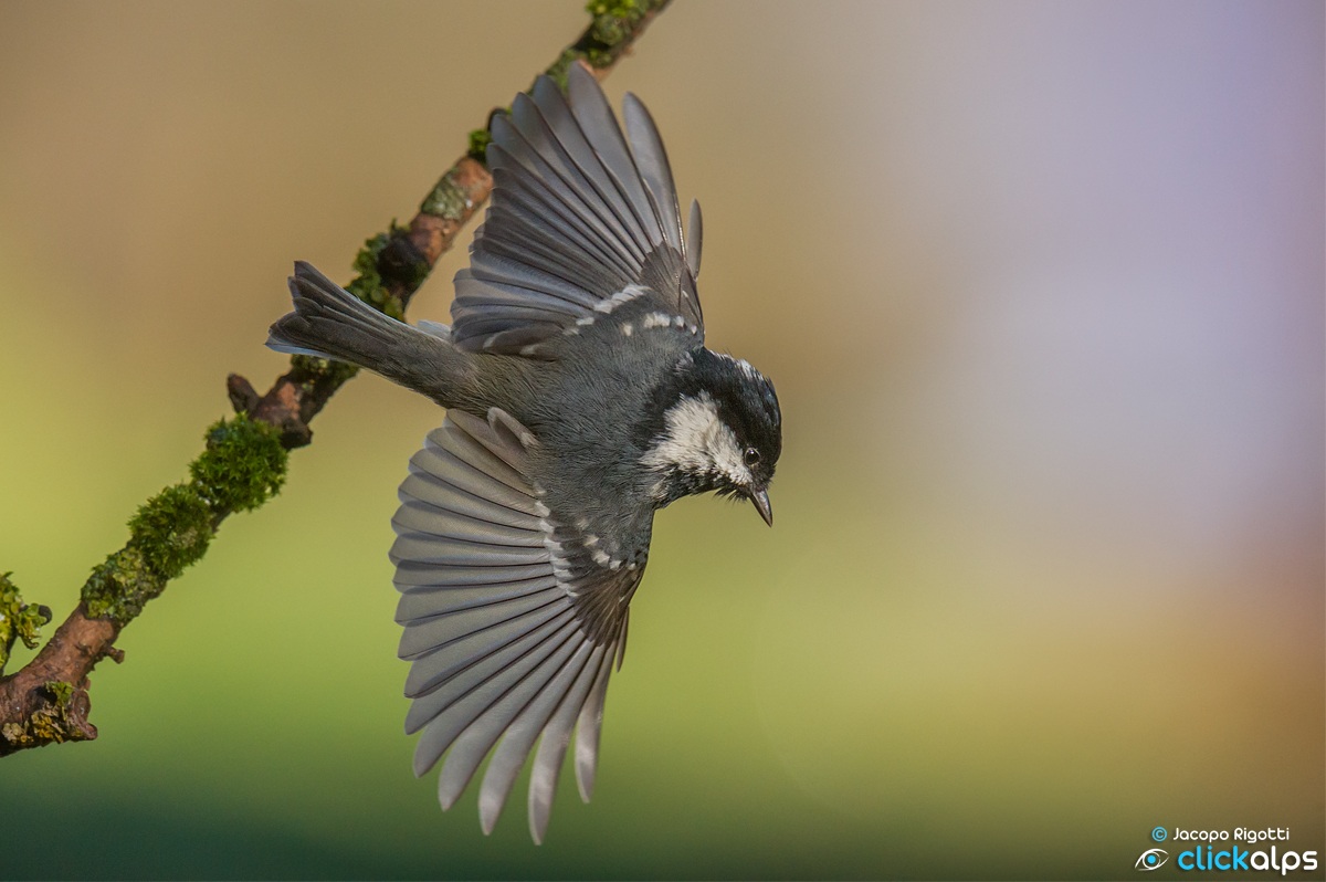 coal tit