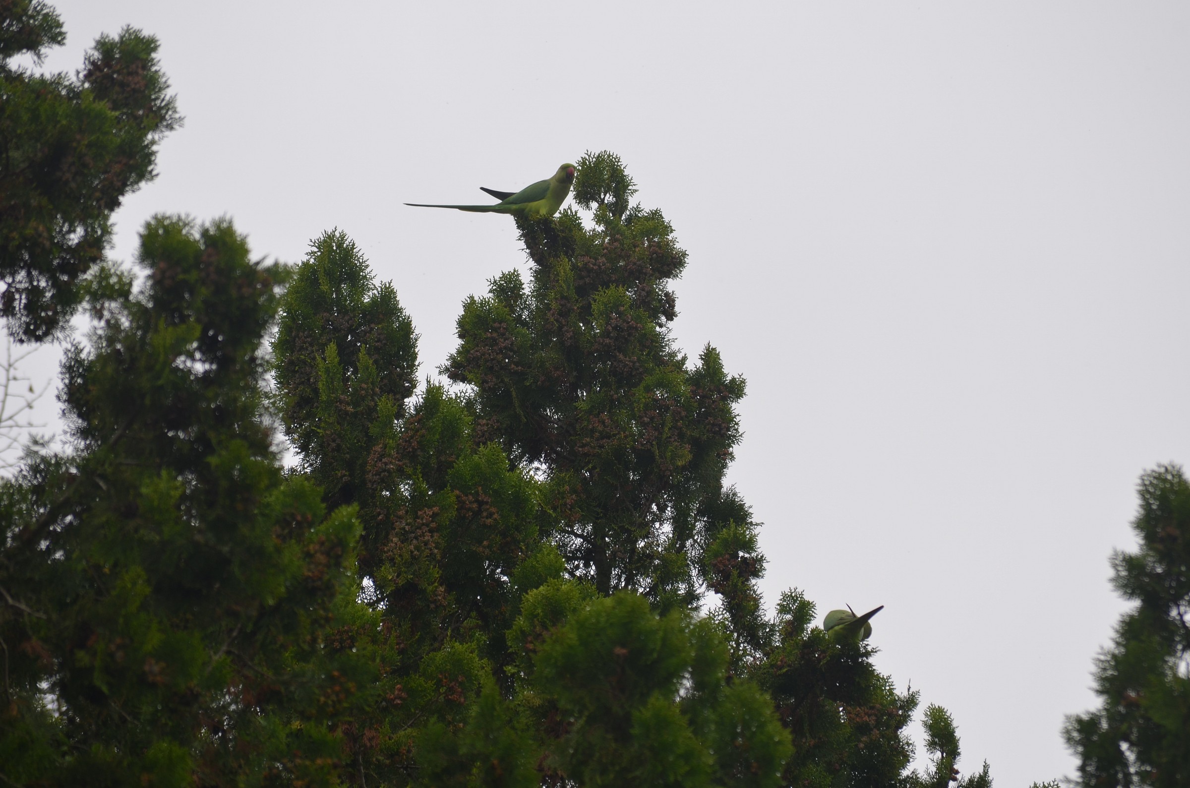 parrocchetti dal collare