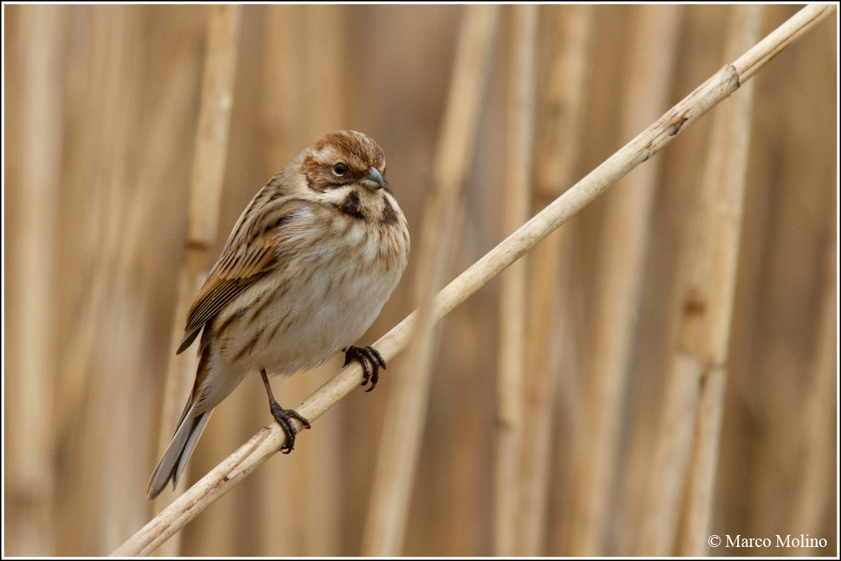 Emberiza schoeniclus - Reed Bunting