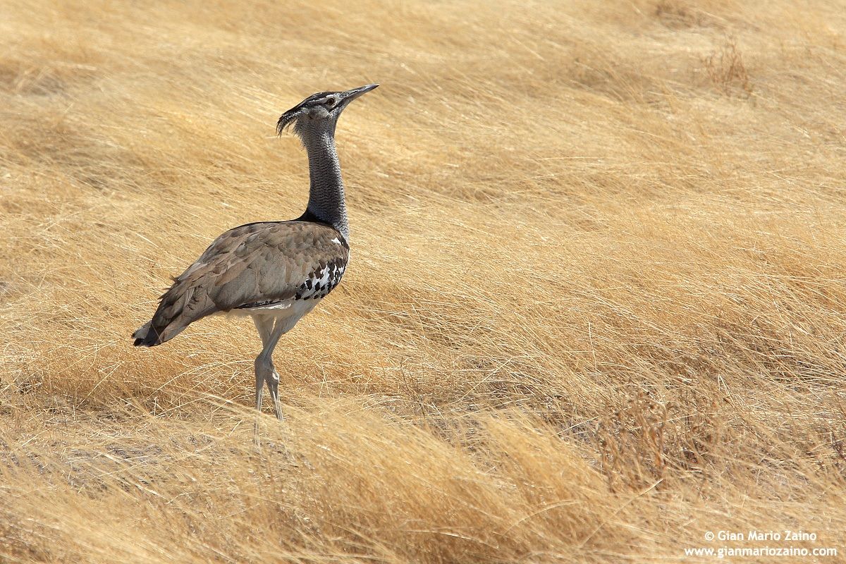 Kori Bustard / Kori Bustard / Kori bustard