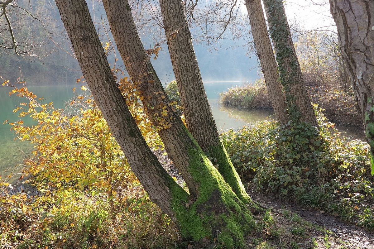 autumn mists on the river