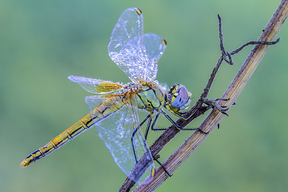 dragonfly