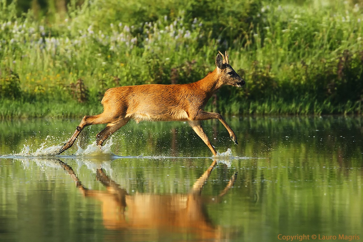 Al galoppo nell'acqua