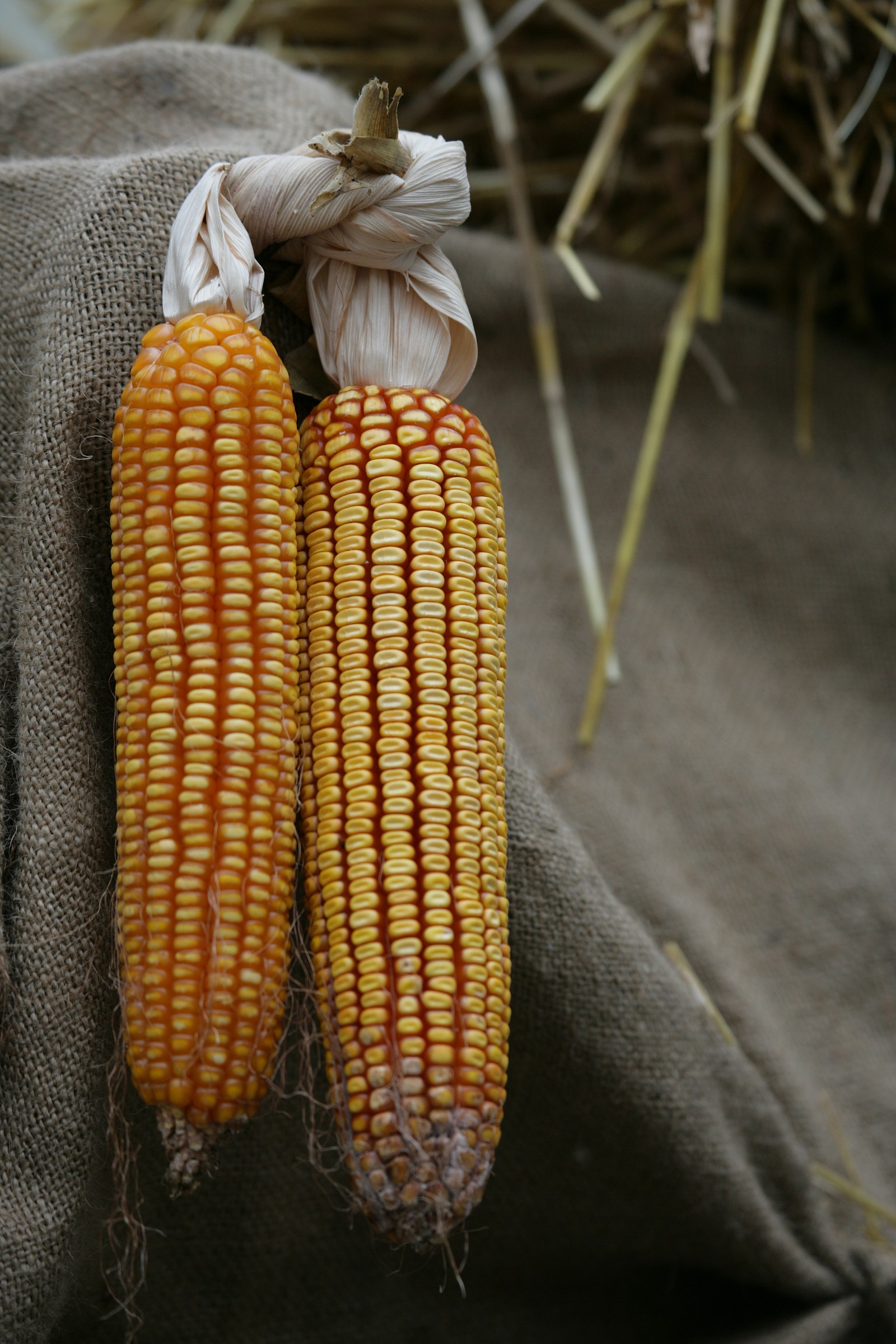 the fruits of autumn