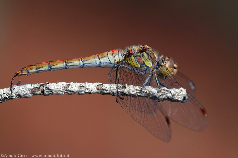 Sympetrum striolatum (Charpentier, 1840) - Libellulidae