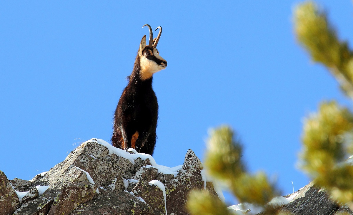 Splendido esemplare maschio!