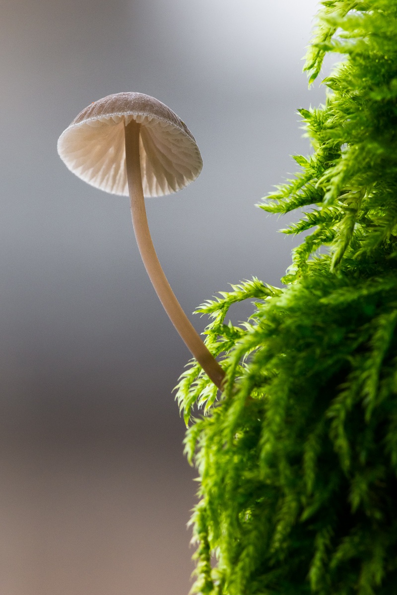 Fungus (sp.) Picked up the trunk of Horse Chestnut ...