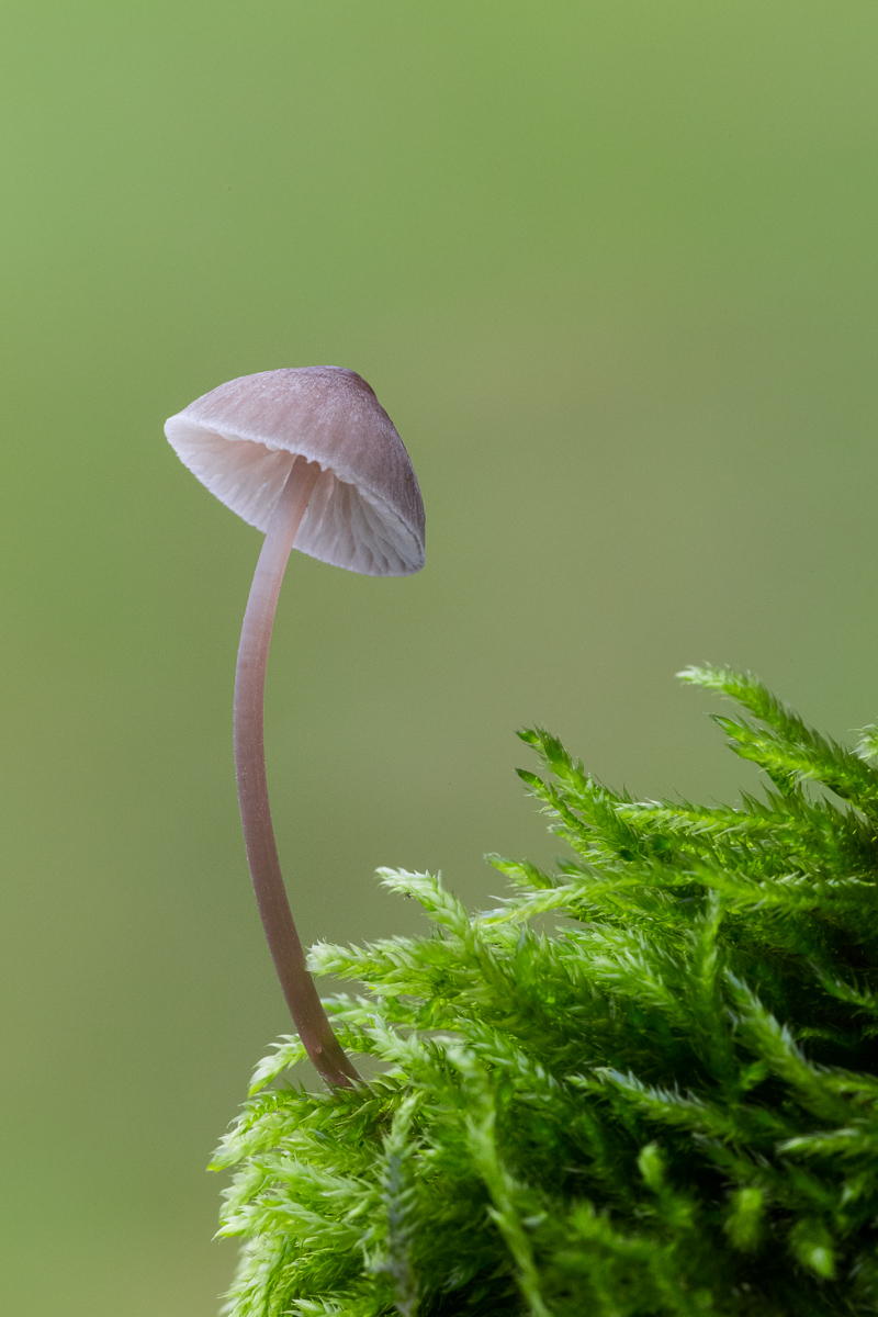 Fungus (sp.) Picked up the trunk of Horse Chestnut ...