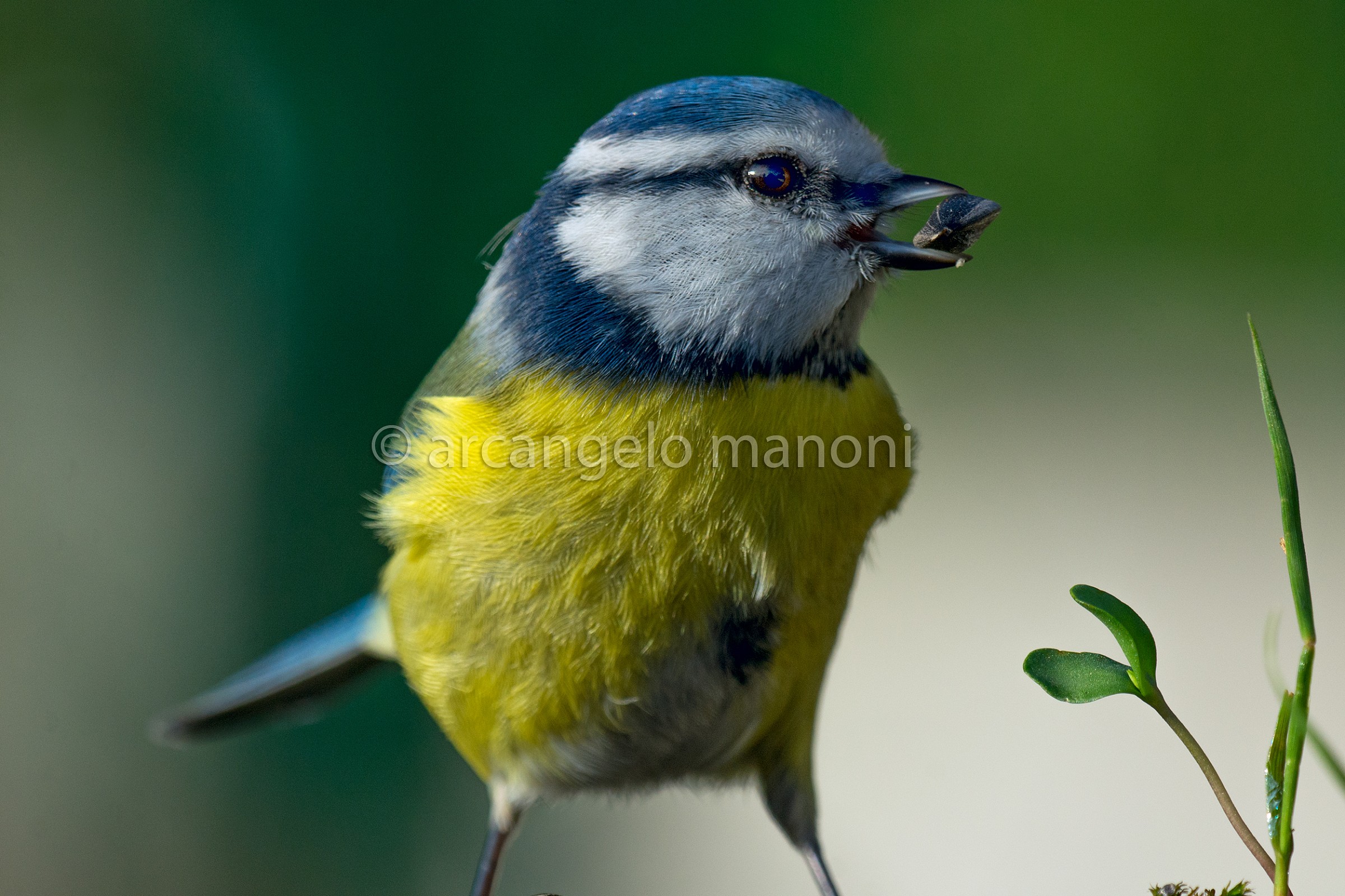 Stealthily cinciarella