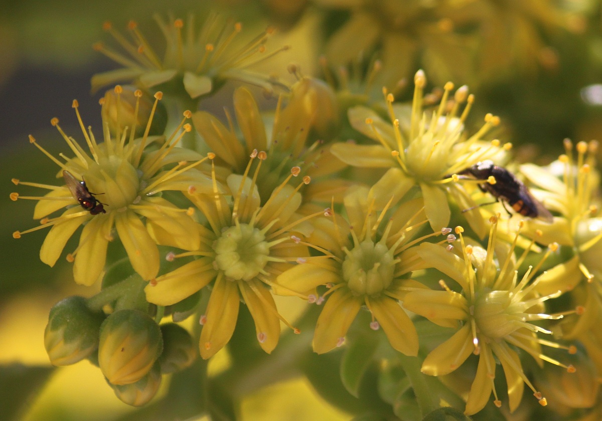 Flowers and insects