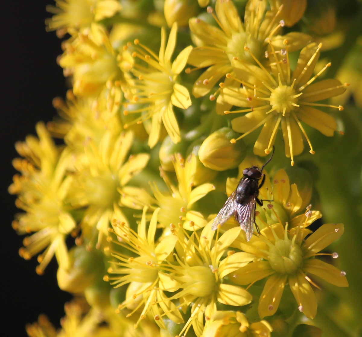 Flowers and insects