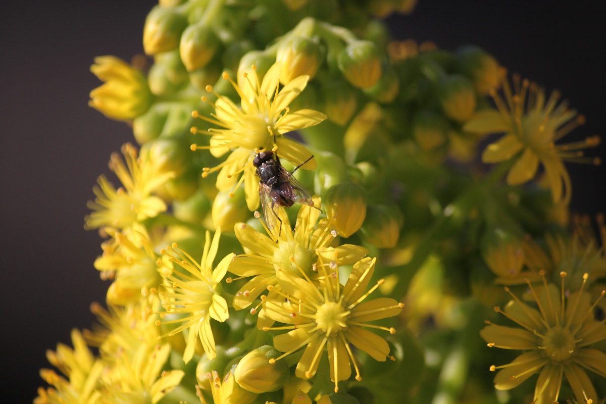 Flowers and insects