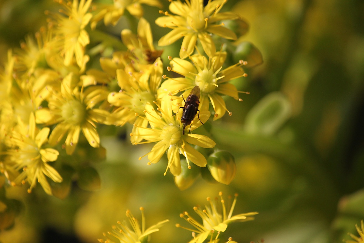 Flowers and insects