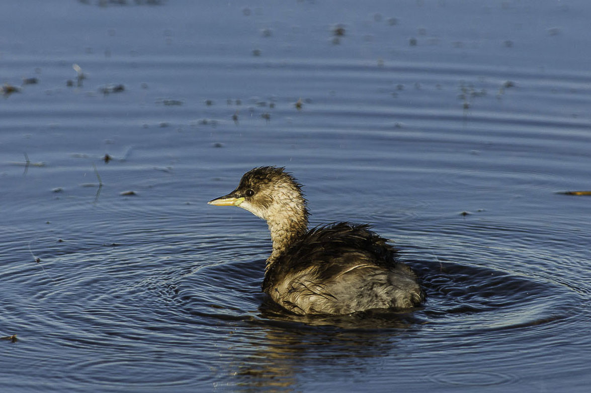 Little Grebe