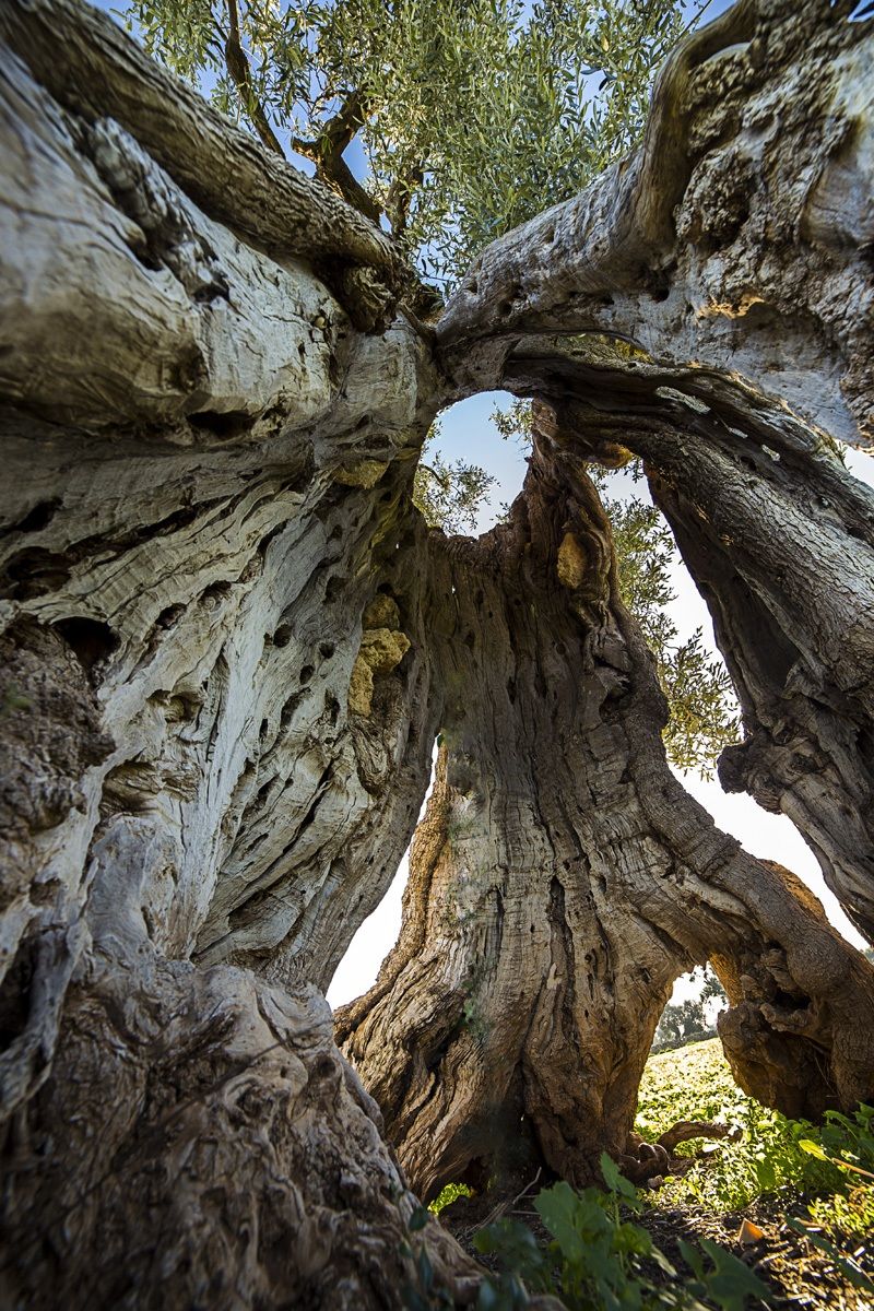 In the belly of the olive