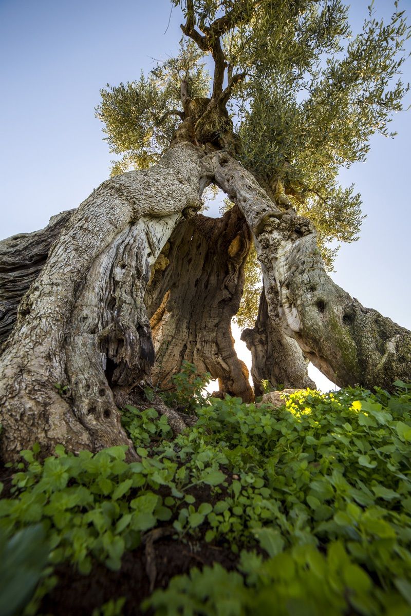 At the foot of the olive