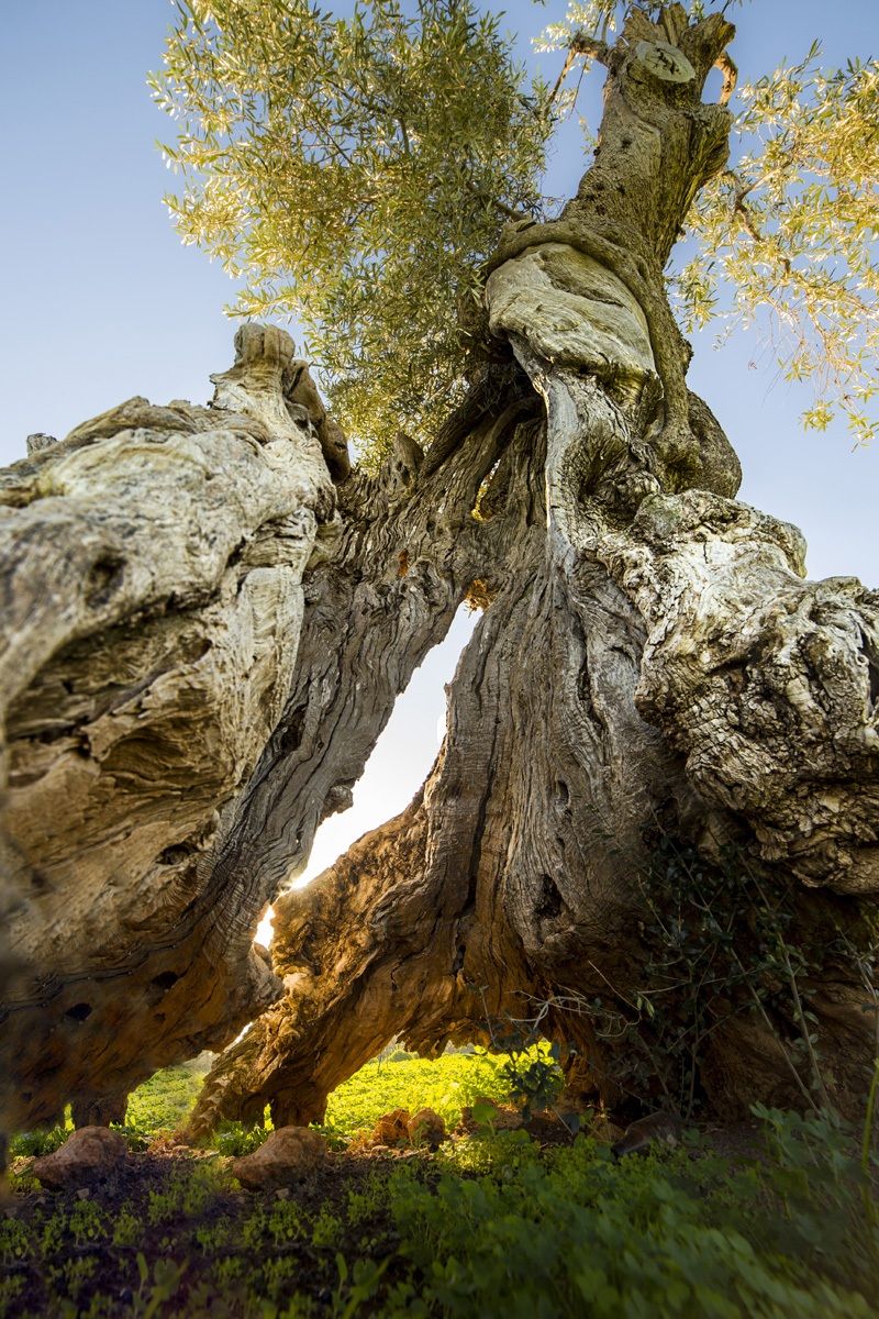 At the foot of the olive