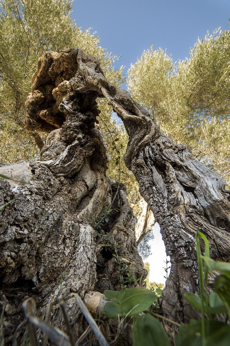 At the foot of the olive