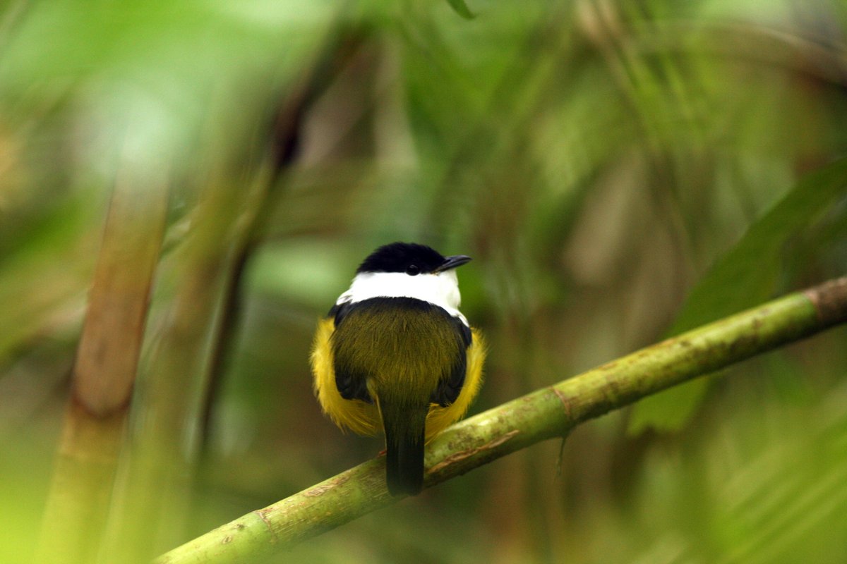 In the forests of Costa Rica ...