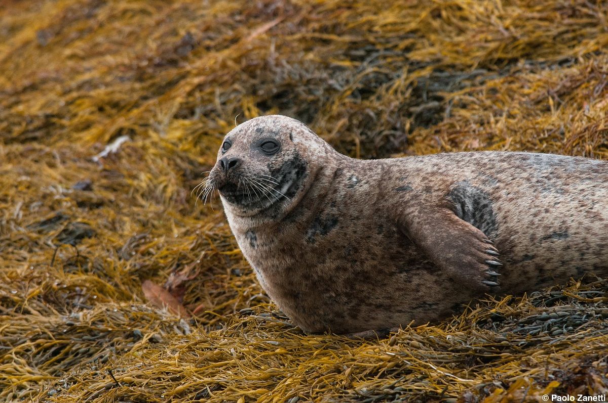Grey seal