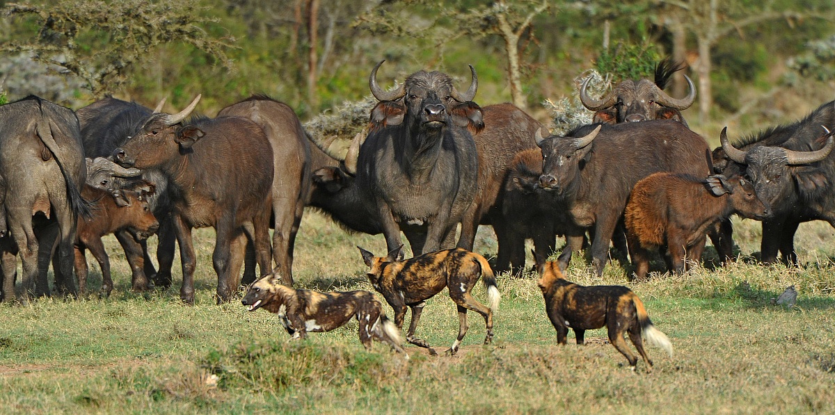 The winner is .......