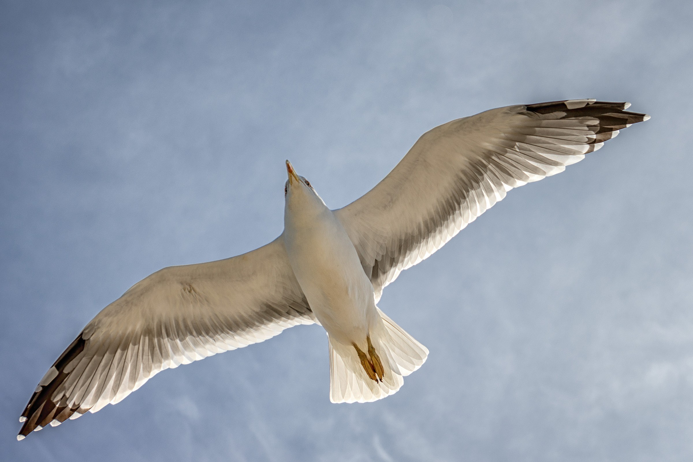 Seagull