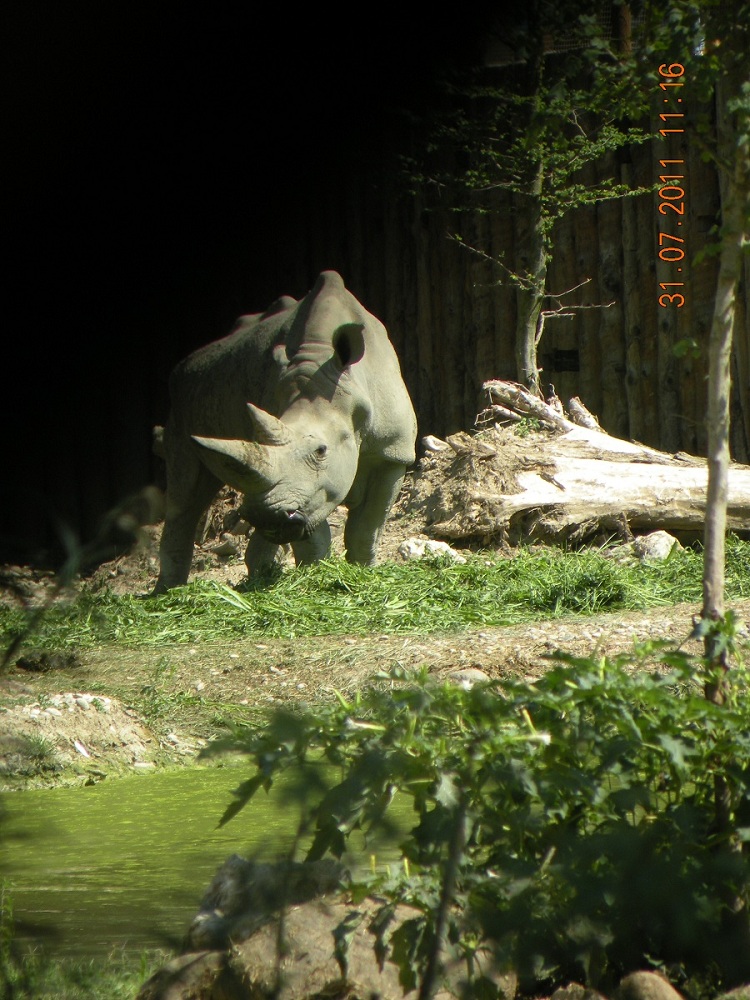 rinoceronte al parco safari