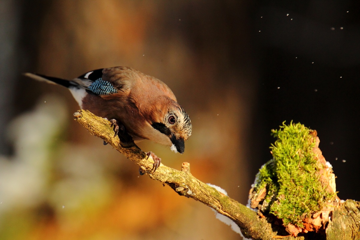 La neve, il bosco e la ghiandaia...