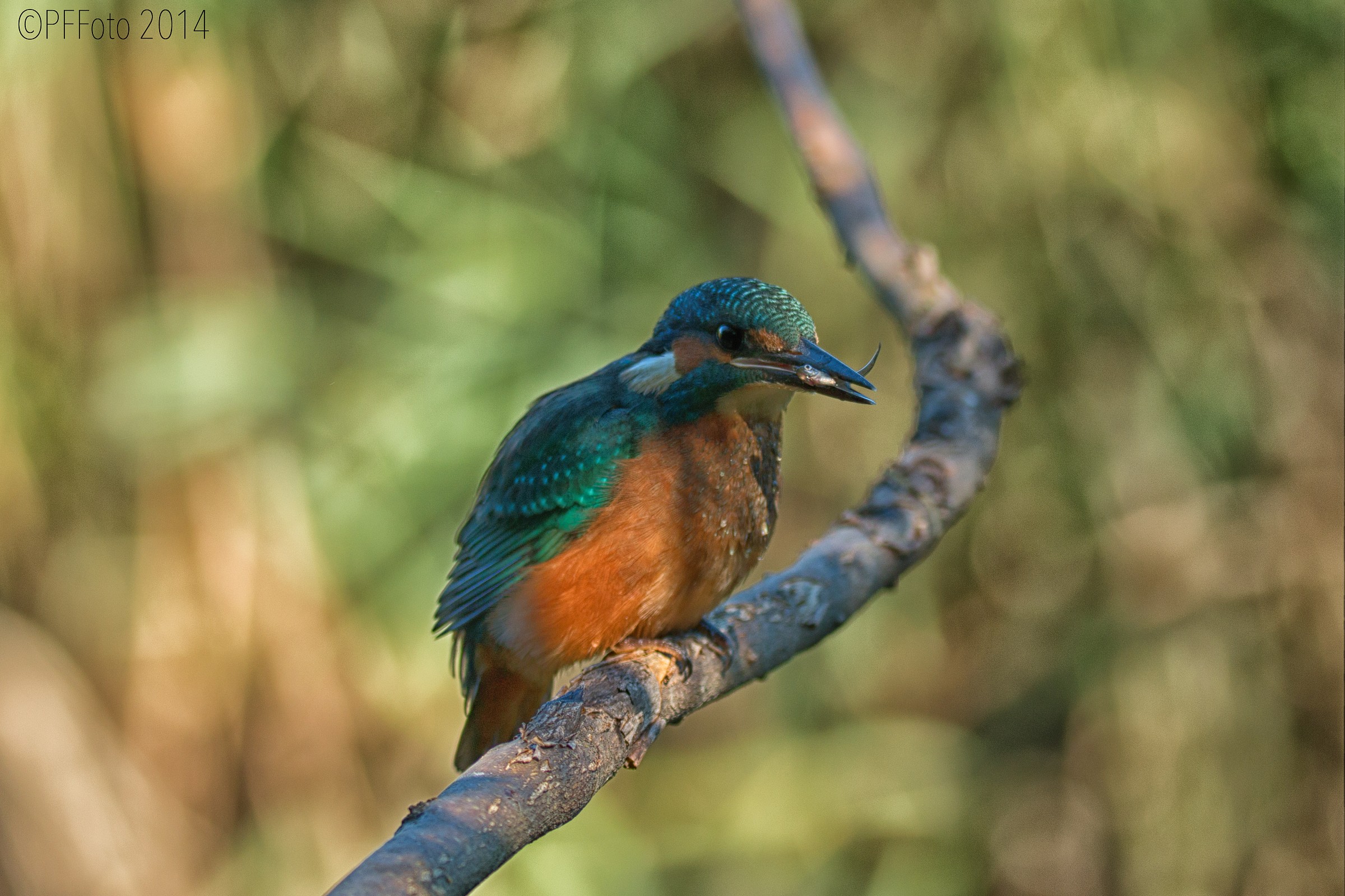 Dal punto di vista del pesce...