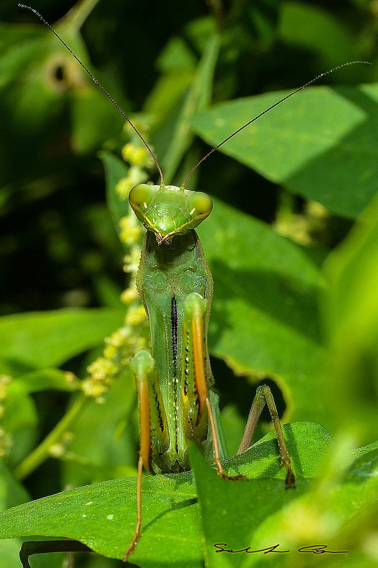 Femmina di Mantis religiosa (Linnaeus, 1758)