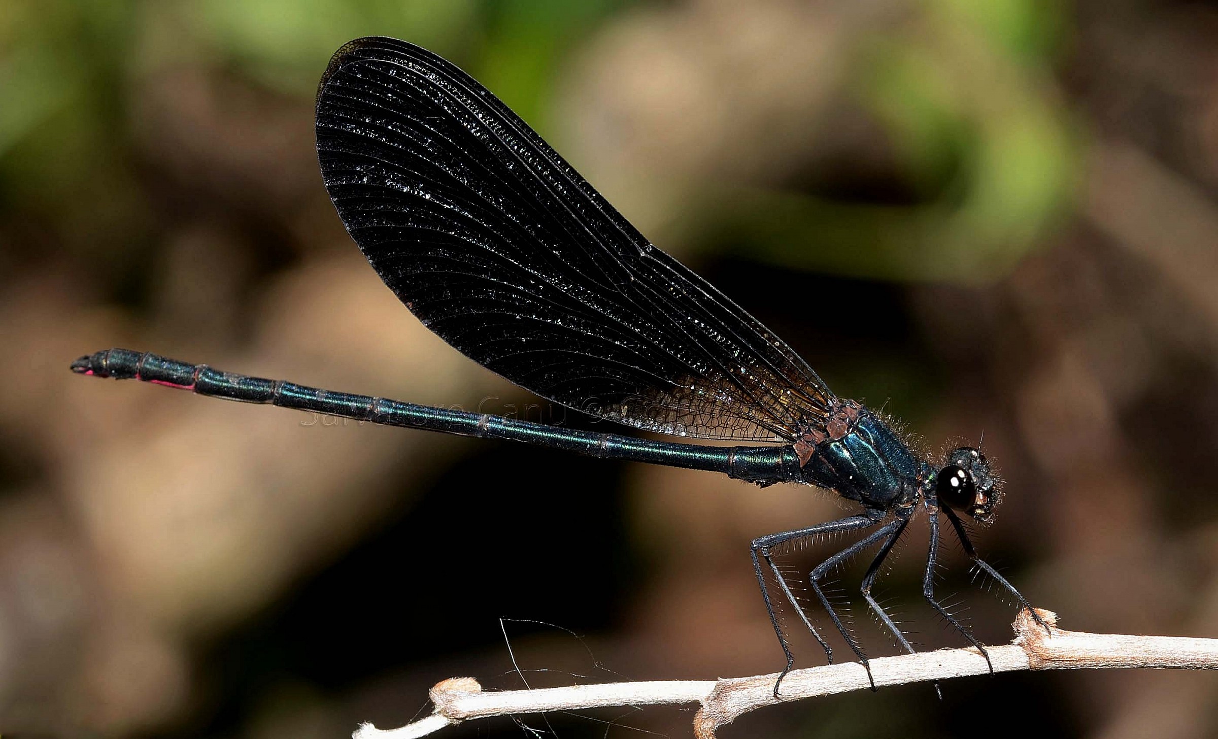 Calopteryx haemorrhoidalis ? (Vander Linden, 1825)