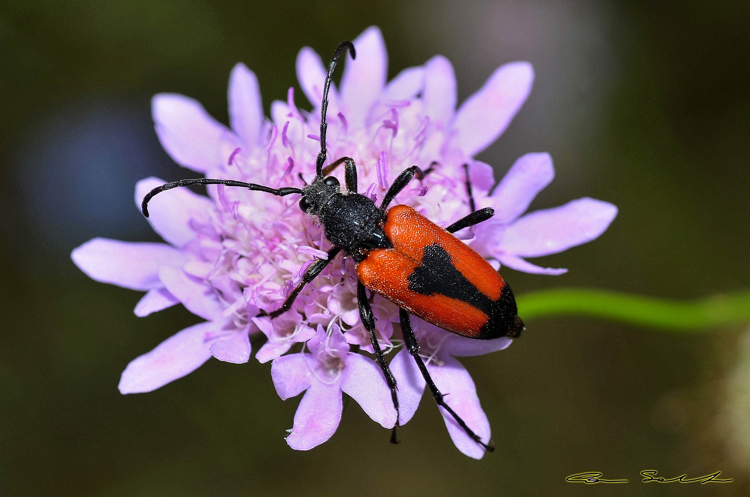 Stictoleptura cordigera ? (Fuessly, 1775)