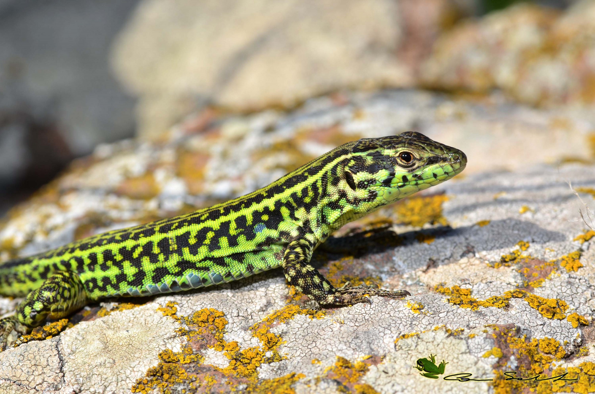 Podarcis tiliguerta, (gmelin, 1789)