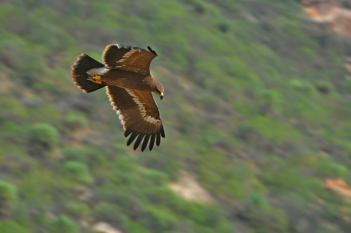 Peering from heaven ......