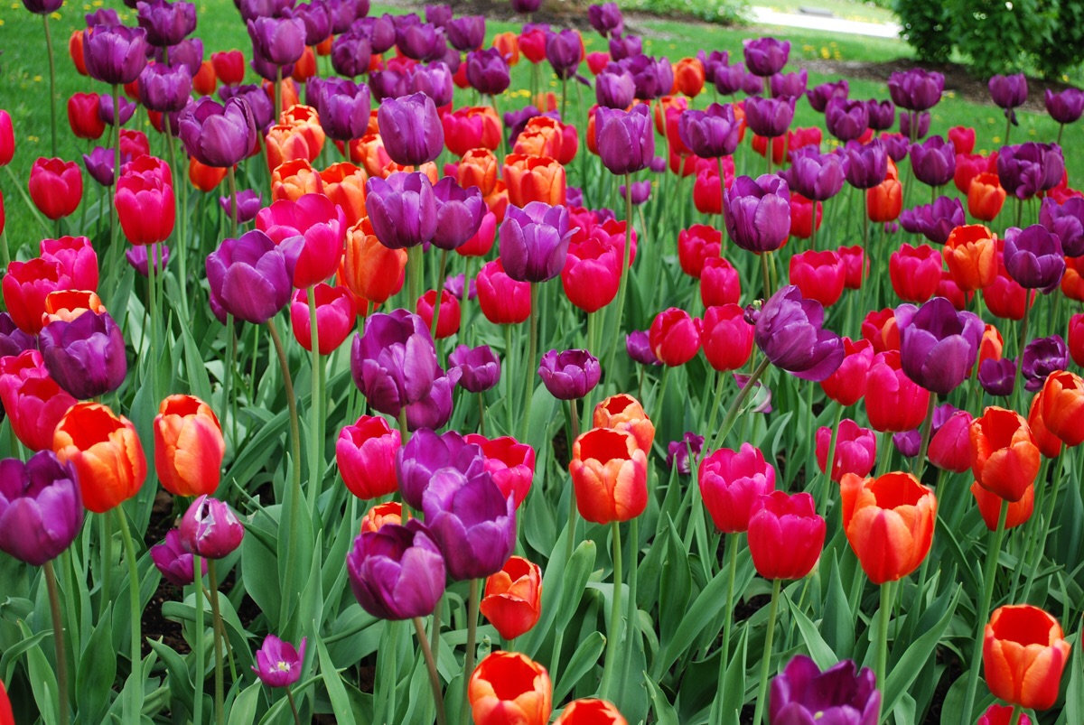 Flowers, Québec city