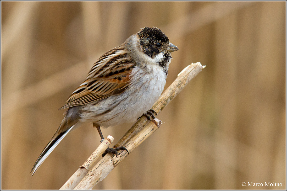 Emberiza schoeniclus - Reed Bunting